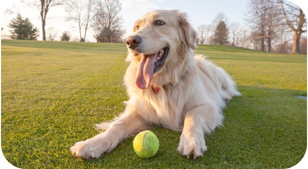 Pet Medication Compounding Pet Medication Compounding