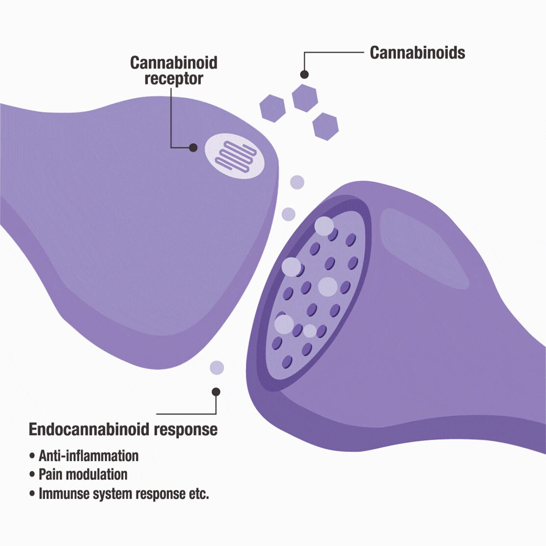 Endocannabinoid response