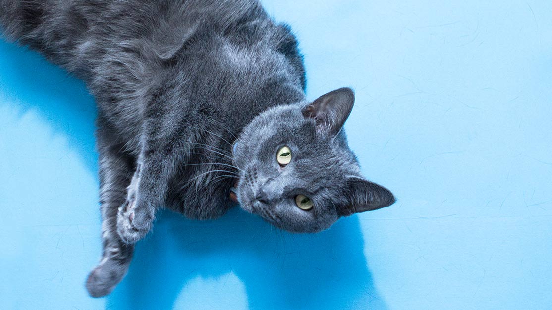 humidifier for cat allergies