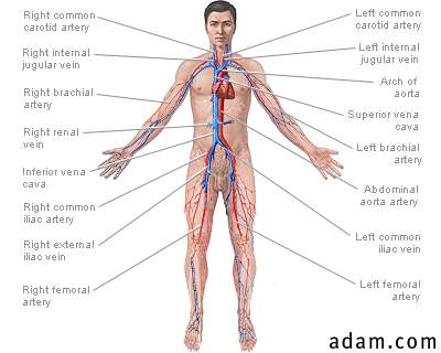 Cardiovascular System Information